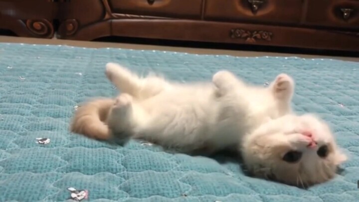 Trời ơi con mèo này có mí mắt kép