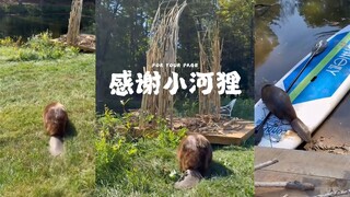 用小河狸捡的树枝搭建我们的婚礼💖