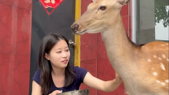 今天遛奇特宠物梅花鹿，小众宠物怎么养？