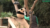 大熊猫福宝 加餐时间奶爸跟福宝玩打手游戏 220108