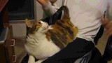Chiếc mèo thích massage