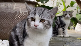 Baru kali ini melihat kucing keluarga saya sekeras ini