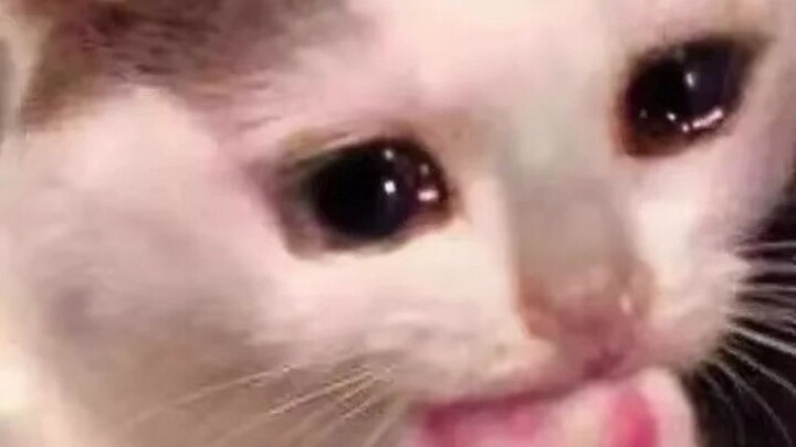 Penguin falls in love with anime characters