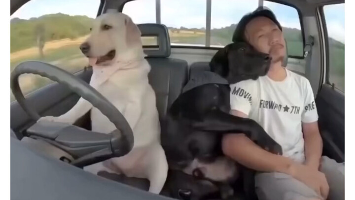 Menggambarkan dengan sangat hidup anjing orang lain versus anjing keluarga saya