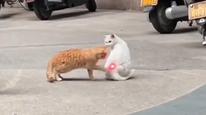 Cat: So it was you, you dog!