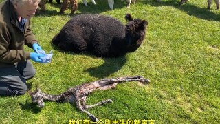 พนักงานเลี้ยงสัตว์เช็ดตัวให้ลูกอัลปากาที่เพิ่งเกิด...