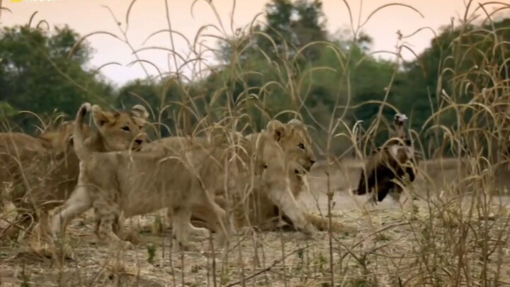 🦁 Lion vs Lioness – The Wildest Fight in the Jungle! 😱
