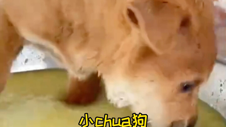 The Paw Patrol loves to eat—back in our hometown, we call them “little chua dogs.”