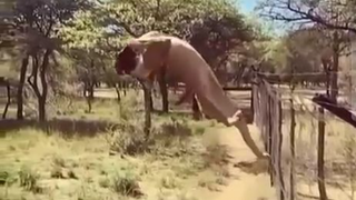 Best Cat Catch