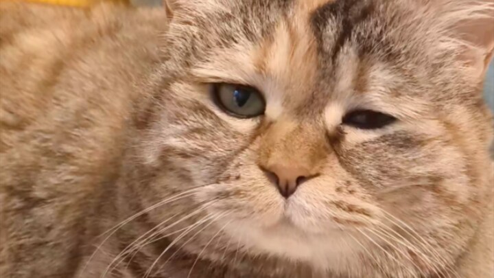 Next-Door Major Renovation, Kitty’s Sound Asleep