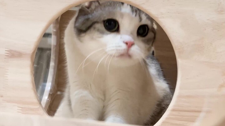 “Quick, give her the little mouse!”