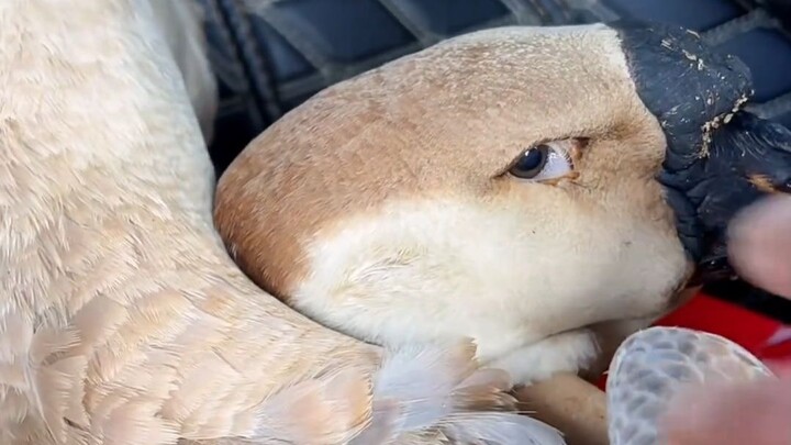 Tuan menjual angsa sambil dipandangi tatapan tajam, akhirnya luluh dan memutuskan untuk membawanya p