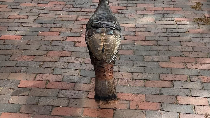 Tracking a turkey makes it feel utterly baffled.