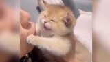 [Remix][Động vật]Những chú mèo con siêu đáng yêu