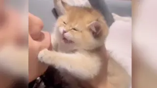 [Remix][Animals]Super cute kittens in life