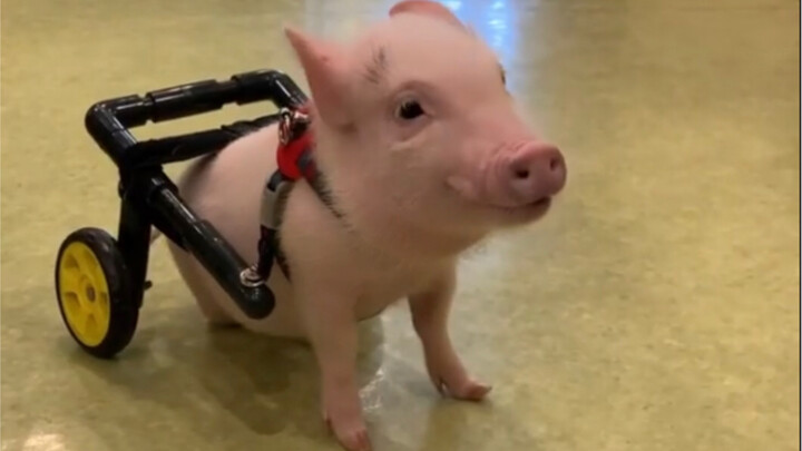 Optimistic and Strong Disabled Little Piglet