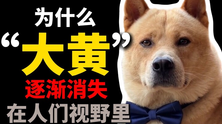 Why did “Dahuang” disappear?