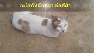 แมวนอนชิวๆๆๆๆ