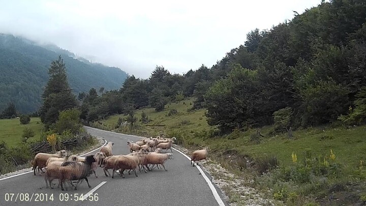 Brutales Schaf greift Schäferin an. Killer sheep attacks shepherd. Nothing for weak human.