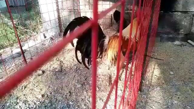 BC. Pumkin sweater BH. Boston RoundHead