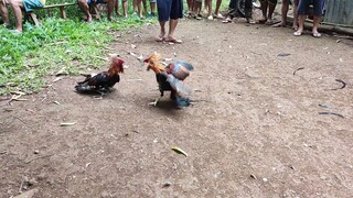 3X WINNER UNKNOWN BLOODLINE. 1ST WIN RUNNING COCKPIT 2ND WIN BALINGOAN COCKPIT 3RD WIN LUNAO COCKPIT