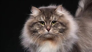 [Animals]Siberian forest cat from Russia