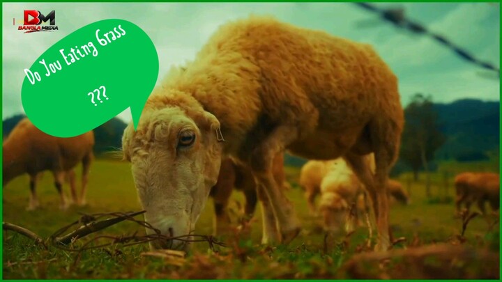 One day In A Sheep Village 🐑