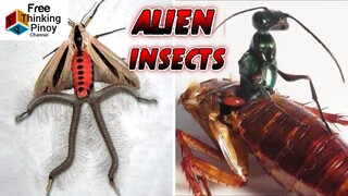 TOP 14 WEIRD na INSEKTO na NGAYON MO LANG Makikita!