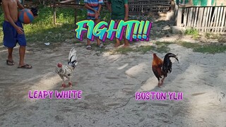Leapy White VS Boston YLH Spar!     JRP Gameyard
