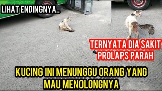 Astagfirullah Kucing Sakit Prolaps Udah Parah Berharap Ada Orang Yang Mau Menolongnya Di Jalanan