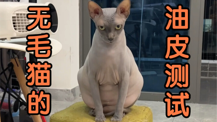 It turns out cats also have oily and dry skin!