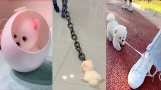 Funny and Cute Dog Pomeranian 😍🐶| Funny Puppy Videos #116