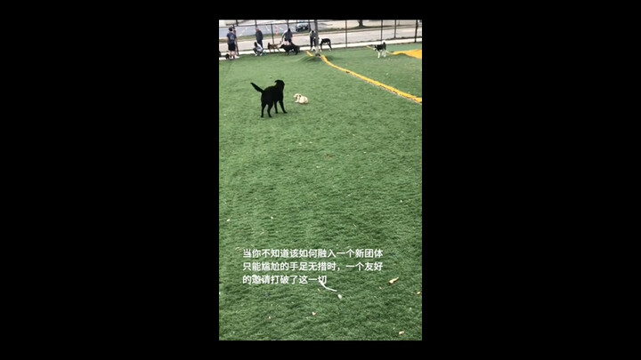 น้องหมาถูกคำเชิญหนึ่งคำปลดปล่อยความเป็นตัวเองออกมาสำเร็จ