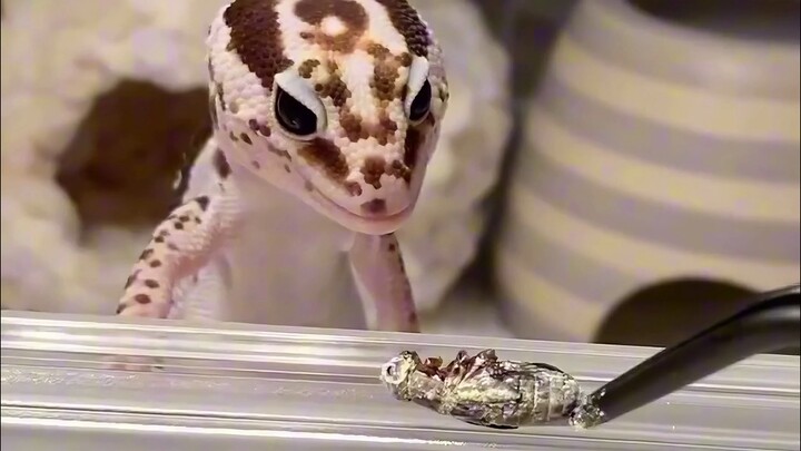 没毛小狗哈哈哈