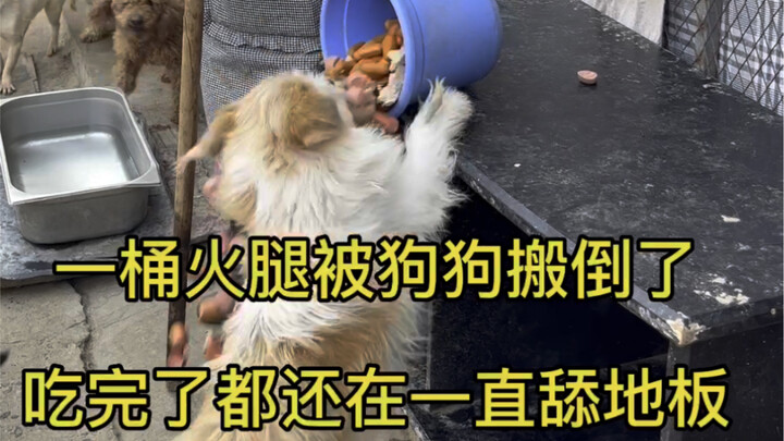 My little fur baby accidentally knocked over a whole bucket of ham—ate it all off the floor and keep