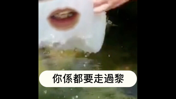 Meme sứa Hồng Kông