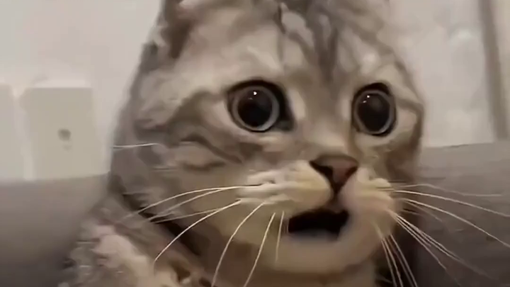 Sống đại học như thể đang học trung học, cư dân mạng thử thách giới hạn