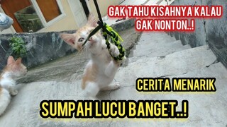 Heboh..Anak Kucing Ini Paling Beruntung Sedunia | Momen Bahagia Putra Mahkota Kucing Cats Lovers Tv