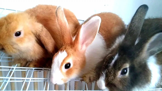 อาหารที่ถูกต้องของกระต่ายWhat is the right food for rabbit