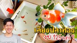 เลี้ยงปลาทองในกล่องโฟม ง่ายประหยัด / Foam box Aquarium DIY l คุณพ่อคราฟ