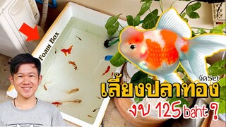 เลี้ยงปลาทองในกล่องโฟม ง่ายประหยัด / Foam box Aquarium DIY l คุณพ่อคราฟ