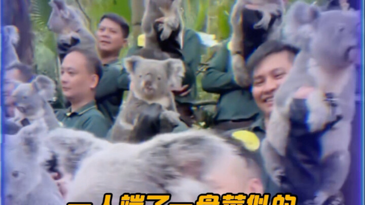 Chimelong: Peternak Babi Profesional