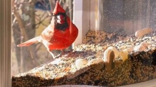 منصة رصد الطيور الداخلية