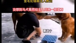金毛犯错被主人教训，没想到旁边的马犬看热闹不嫌事大，竟然给主人叼来了一把菜刀