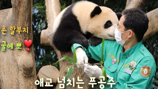 210519 大熊猫福宝 挑战全网最爱撒娇的熊猫宝宝 （绝对不能让园欣看到的视频）
