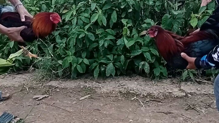 Lakas ng buyugon🐓#sabongislife