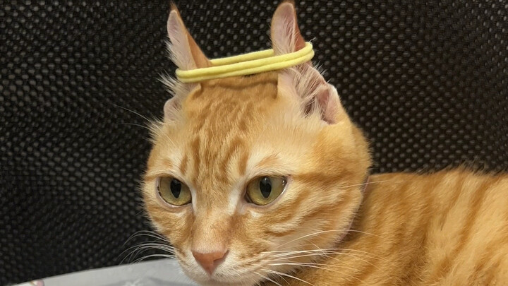 Đeo cái vòng kim cô này vào, mày không còn là một con mèo phàm nữa.