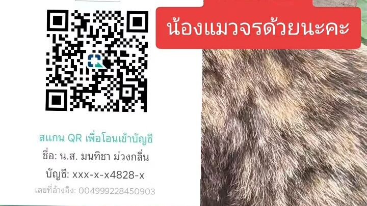 น้องแมว