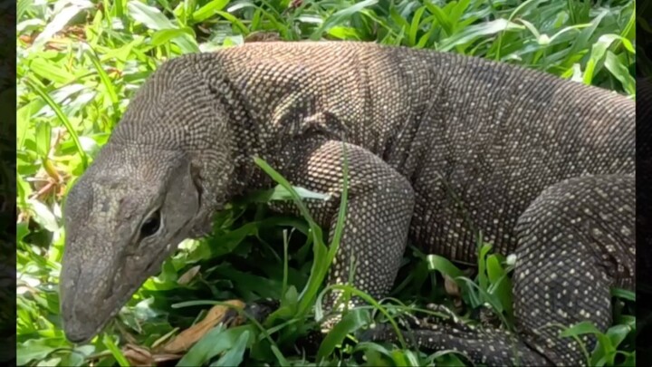 Monitor Lizard