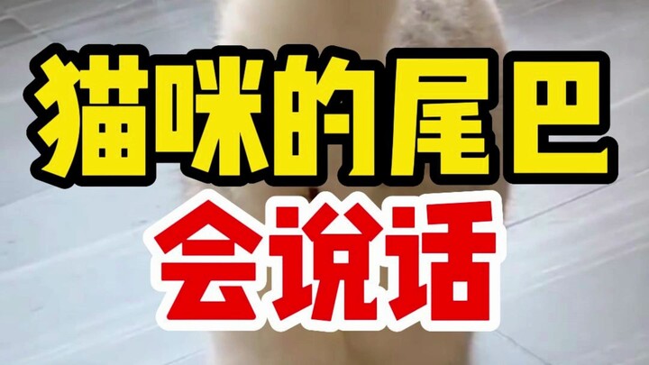 猫咪尾巴的秘密，学会了不挨打！